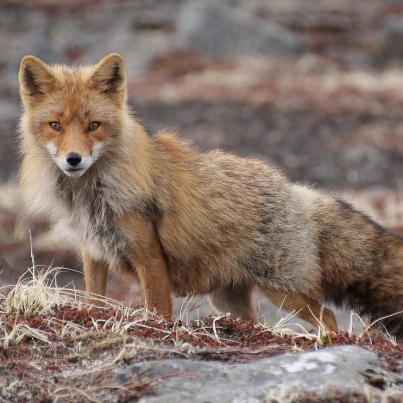 Camped beneath Mount-Vsevidof Volcano, Red Fox